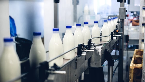 Milk bottles moving along an automated bottling conveyor inside a processing facility.